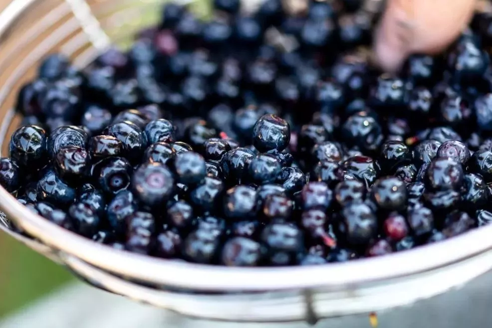 mis-juhtub-siis-kui-sood-mets-mustikaid-kuus-nadalat-jarjest