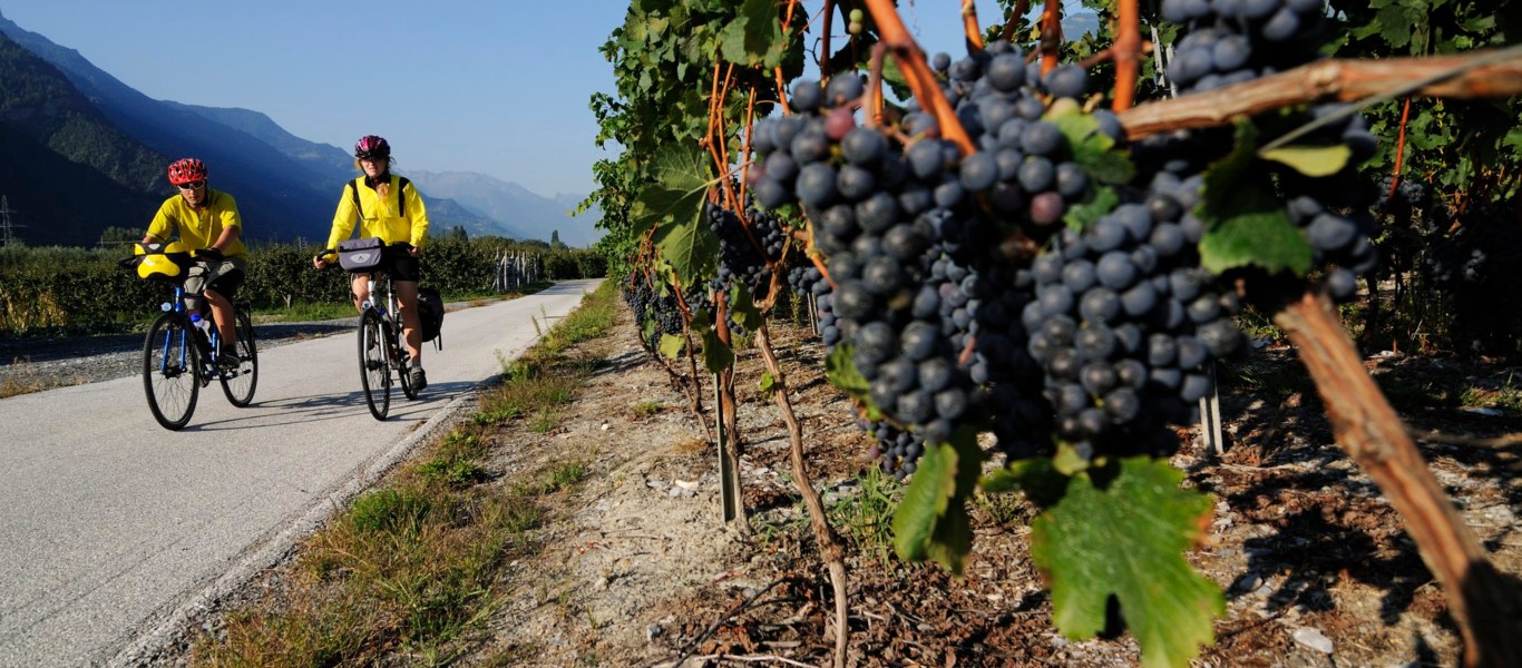 Is Organic Wine Really the End of Hangovers? We Love Cycling magazine