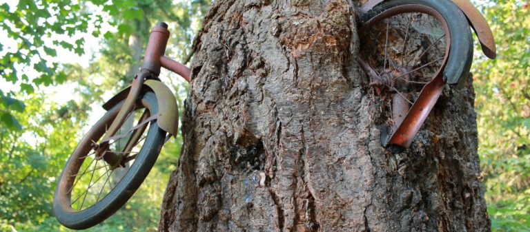 A Tale of a Long-Lost Bicycle Swallowed by a Tree