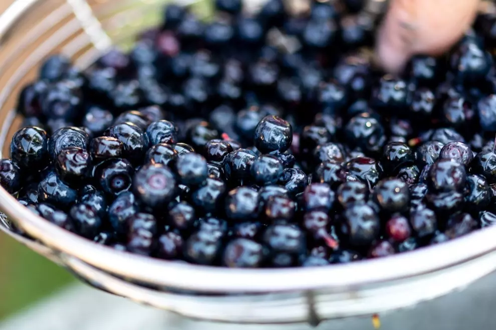 this-is-what-happens-when-you-eat-wild-blueberries-for-6-weeks