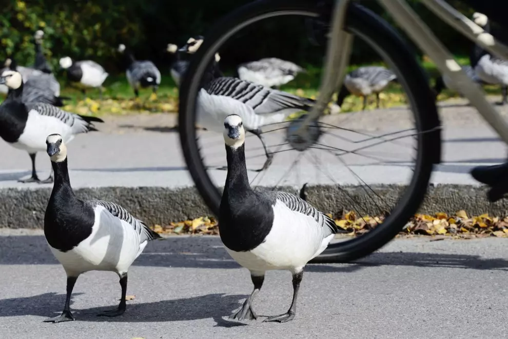 Geese